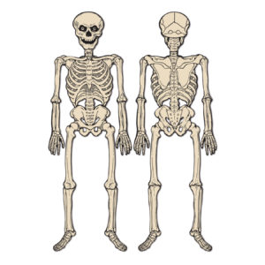 Vintage Jointed Skeleton